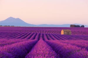Lavendel - Eine besondere Arzneipflanze