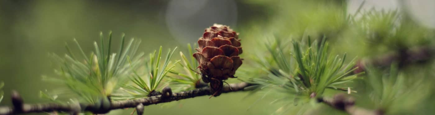 Banner Lärchenharz